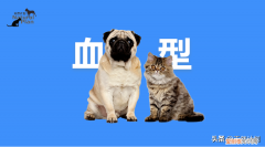 如何知道孩子的血型，你知道自家的毛孩子是什么血型吗？
