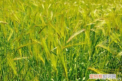 青稞是什么 青稞的营养价值有哪些