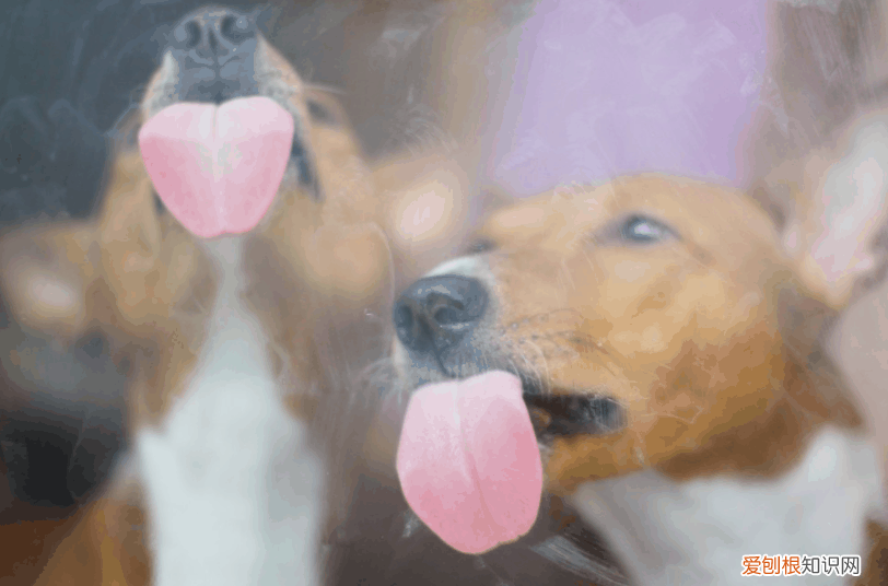 狗狗得了肺癌 “因为我吸烟，导致狗狗肺癌去世…”