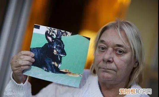 狗狗得了肺癌 “因为我吸烟，导致狗狗肺癌去世…”