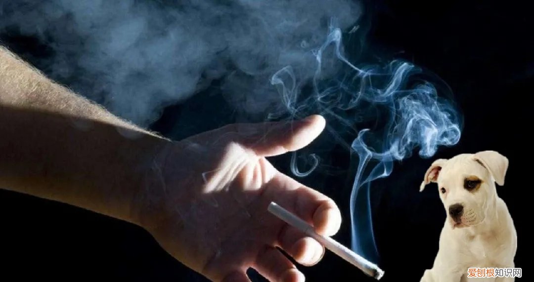 狗狗得了肺癌 “因为我吸烟，导致狗狗肺癌去世…”