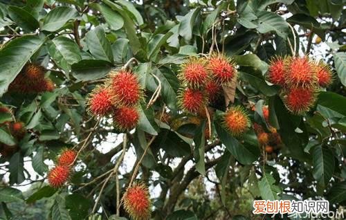 红毛丹怎么吃 吃红毛丹的注意事项