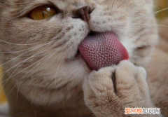 猫为什么倒刺 学名叫丝状乳头