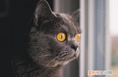 猫为什么眼睛会发光 猫咪的眼睛构造特殊