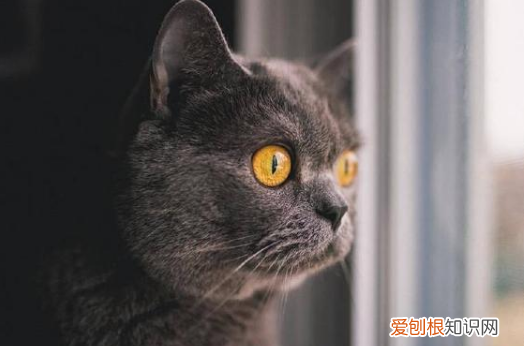 猫为什么眼睛会发光 猫咪的眼睛构造特殊