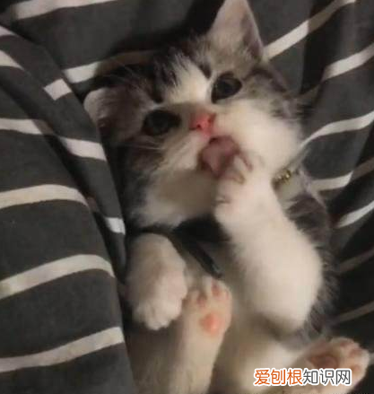 小奶猫为什么一直舔自己 对身体部位进行清洁