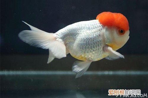 鹅头红多少钱一条鹅头红怎么养