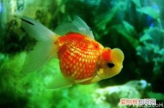 鹅头红多少钱一条鹅头红怎么养