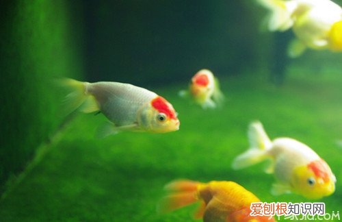 鹅头红多少钱一条鹅头红怎么养