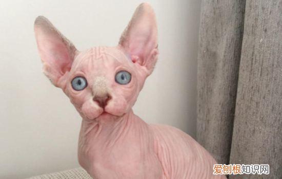 斯芬克斯猫冬天长毛怎么办 斯芬克斯猫冬天长毛怎么处理