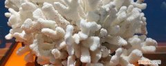 家里养白珊瑚石耐高温吗 家里养白珊瑚石耐高温吗
