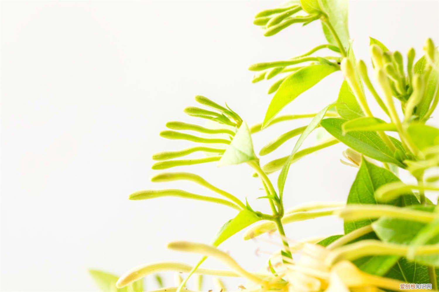 金银花用什么盆 金银花怎么盆栽，要用多大的盆