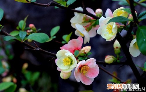 茶花的种植茶花对家居环境的影响