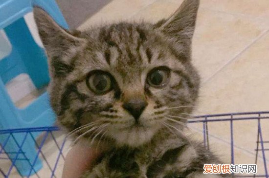 说狸花猫忠心的句子 说狸花猫忠心