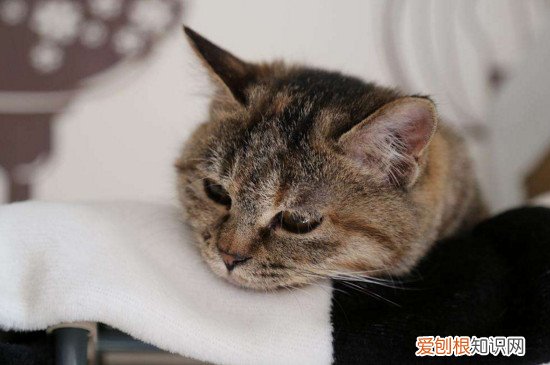 狸花猫洗澡会死吗 小狸花猫洗澡
