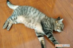 狸花猫变温顺了怎么办 狸花猫变温顺