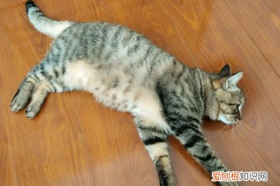 狸花猫变温顺了怎么办 狸花猫变温顺