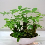 发财树冬天怎么养发财树怎么浇水