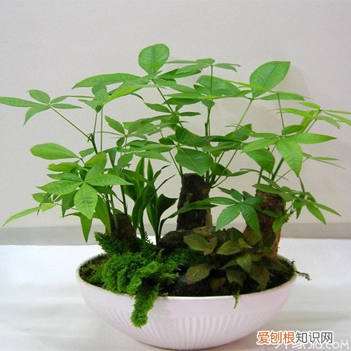 发财树冬天怎么养发财树怎么浇水