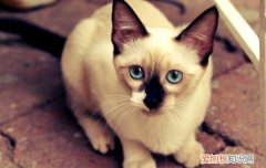 暹罗猫为什么是猫中狗 暹罗猫为什么是猫中哈士奇国中土耳