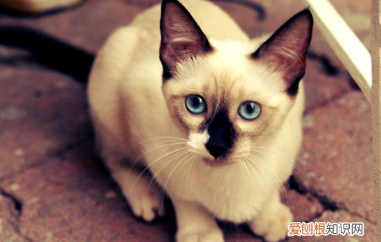 暹罗猫为什么是猫中狗 暹罗猫为什么是猫中哈士奇国中土耳