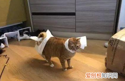 中华大白猫为什么叫气死猫 拆家功夫能与哈士奇媲美