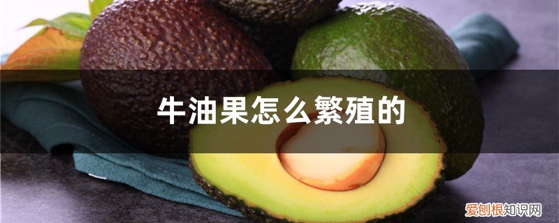 牛油果的果子种植方法 牛油果怎么繁殖的，牛油果的繁殖方法