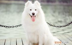 萨摩耶犬训练教程 萨摩耶犬训练技巧