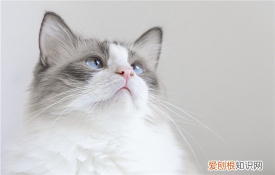 布偶幼猫冬天要穿衣服吗 冬天给布偶猫穿衣服