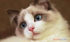 布偶猫关笼子养不活 布偶猫关笼子养