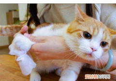 猫为什么喜欢闻腋窝 猫为什么喜欢闻咯吱窝