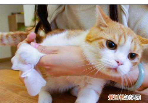 猫为什么喜欢闻腋窝 猫为什么喜欢闻咯吱窝