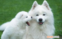 萨摩耶的泪痕怎么去除 萨摩耶的泪痕怎么处理