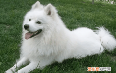 喂养萨摩耶犬注意事项 喂养萨摩耶需要注意什么
