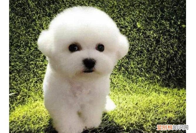 比熊心脏病什么症状 比熊心脏病有什么表现