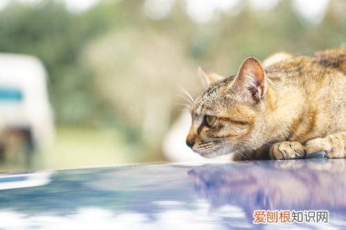 猫钻进引擎盖的后果 猫钻进汽车引擎盖怎么办