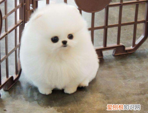 迷你茶杯犬长不大吗 茶杯犬不会长大