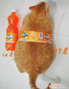 橘猫为什么容易发胖长大 吃的多又懒得动