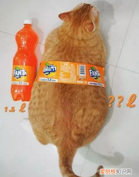 橘猫为什么容易发胖长大 吃的多又懒得动