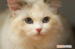 布偶猫各种颜色 布偶猫颜色定型