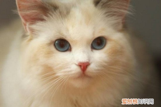 布偶猫各种颜色 布偶猫颜色定型