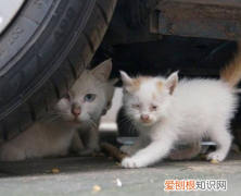流浪猫为什么不攻击人类 流浪猫的生活依附于人类
