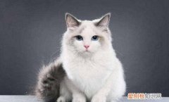 布偶猫的头会长大吗 布偶猫头养大