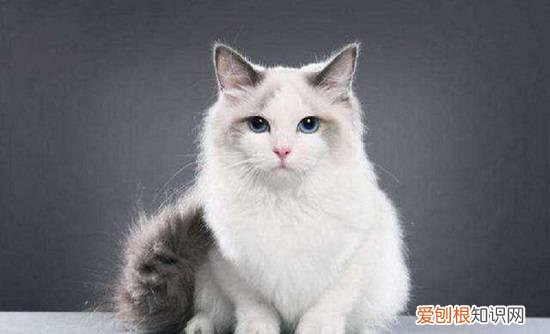 布偶猫的头会长大吗 布偶猫头养大