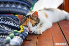猫咪怕冷吗,多少度猫咪会受不了 猫怕冷吗多少度合适