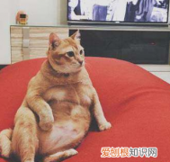橘猫为什么比一般猫胖 心宽体胖