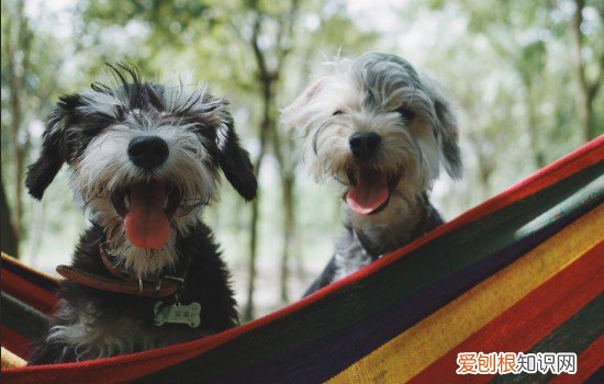 狗狗无缘无故瘫痪了是怎么回事 狗狗瘫痪什么原因