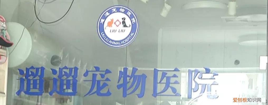柯基可以献血吗 哈士奇给柯基献血丢了命，狗主人：医生没有资格证！