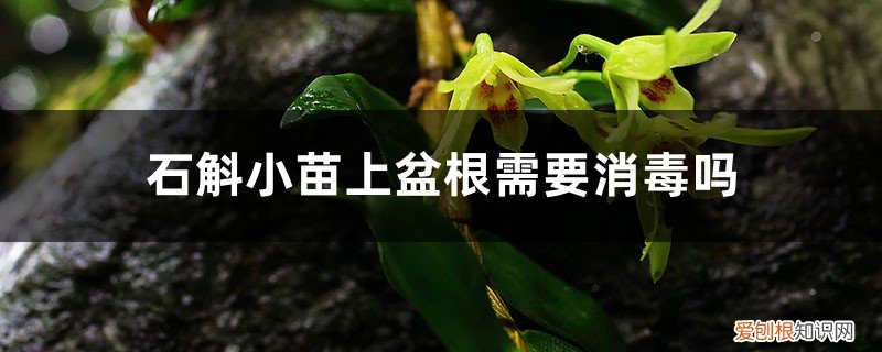 刚买的石斛兰如何上盆养根 石斛小苗上盆根需要消毒吗，什么时候开花