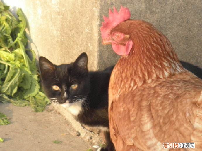 猫为什么喜欢咬死鸡 猫为什么会咬鸡